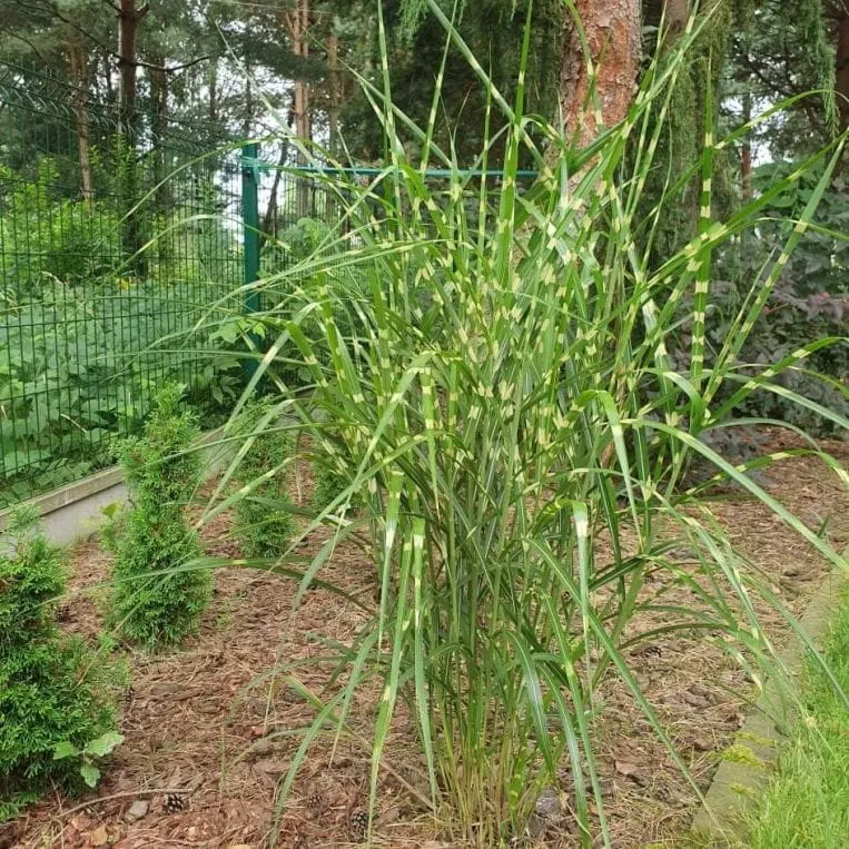 Zdjęcie Miskant zebrinus – jak i co ile sadzić, aby uniknąć błędów?