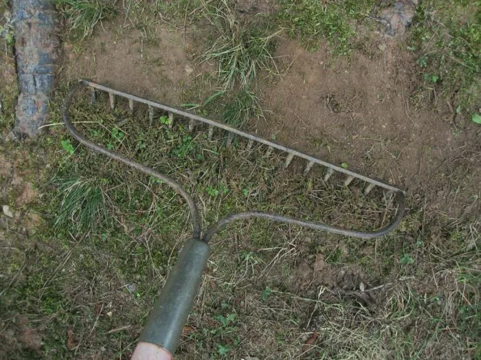 Zdjęcie Skuteczne sposoby na pozbycie się mchu z ogrodu – praktyczne porady i triki