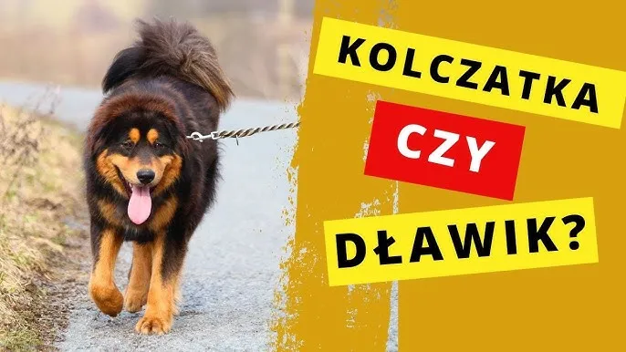 Zdjęcie Czy kolczatka jest dobra dla psa? Sprawdź, dlaczego może zaszkodzić