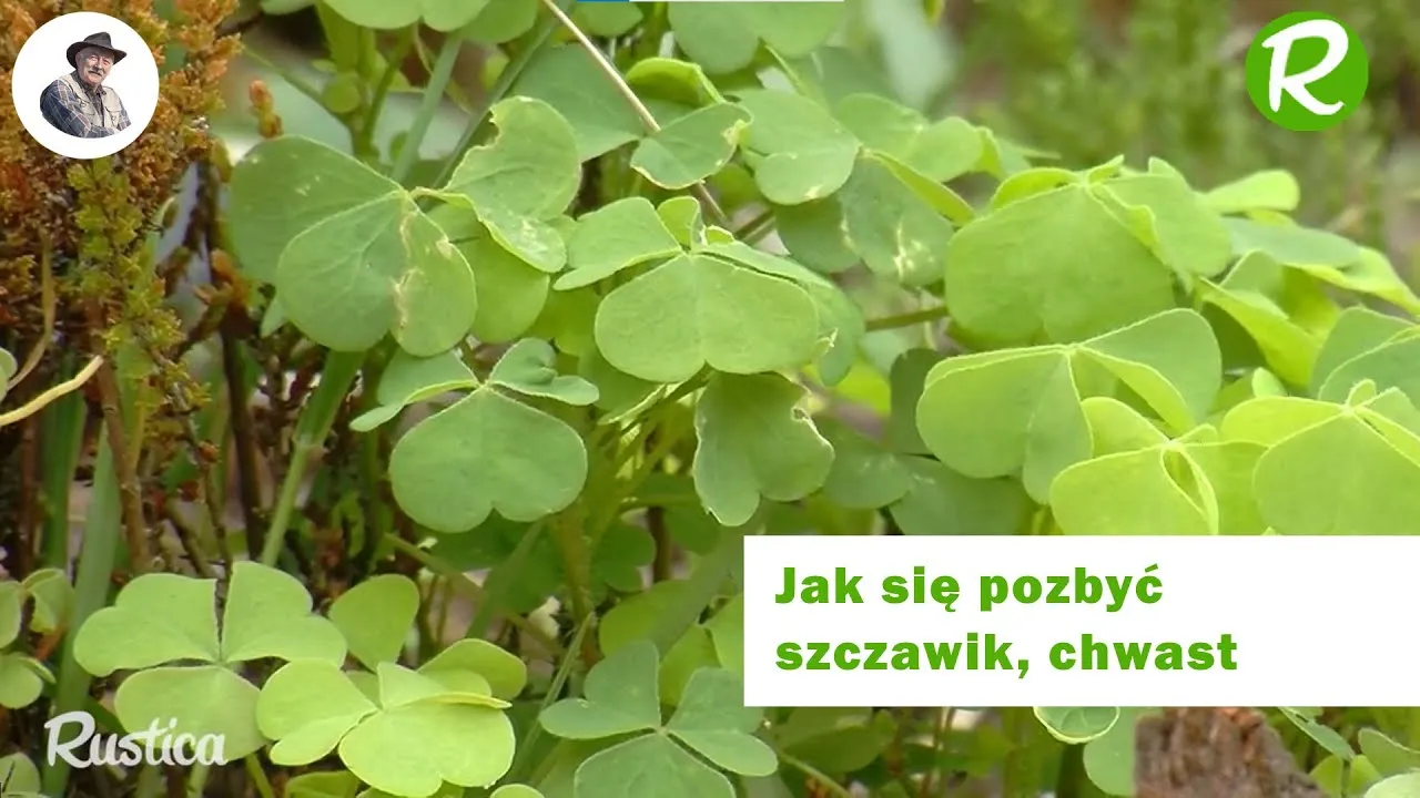 Zdjęcie Szczawik chwast: jak skutecznie go zwalczać w ogrodzie i uprawach