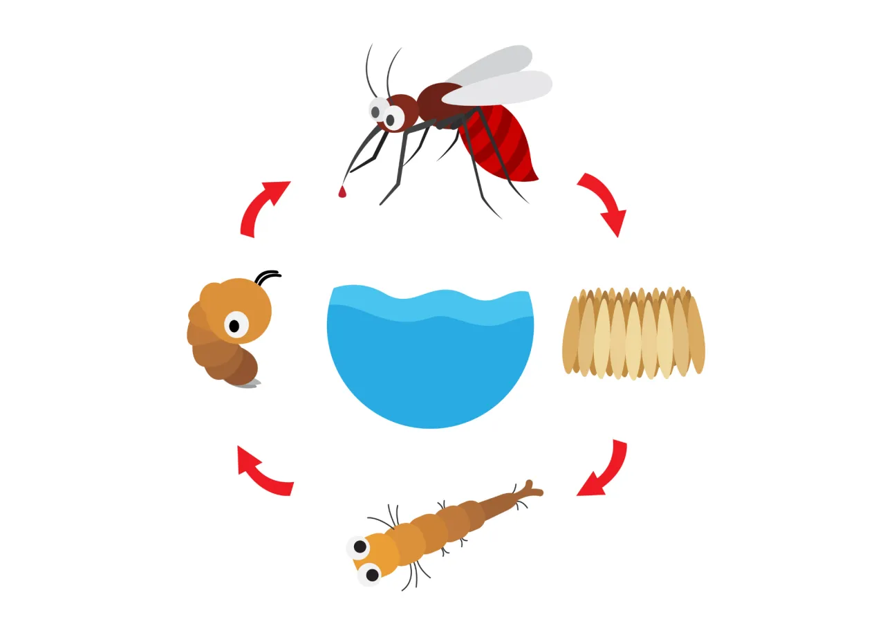 Zdjęcie Czym żywi się komar? Zaskakujące fakty o ich diecie i nawykach