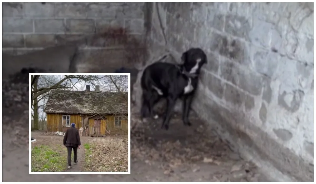 Zdjęcie Czy spotkam swojego psa po śmierci? Odkryj nadzieję i ukojenie