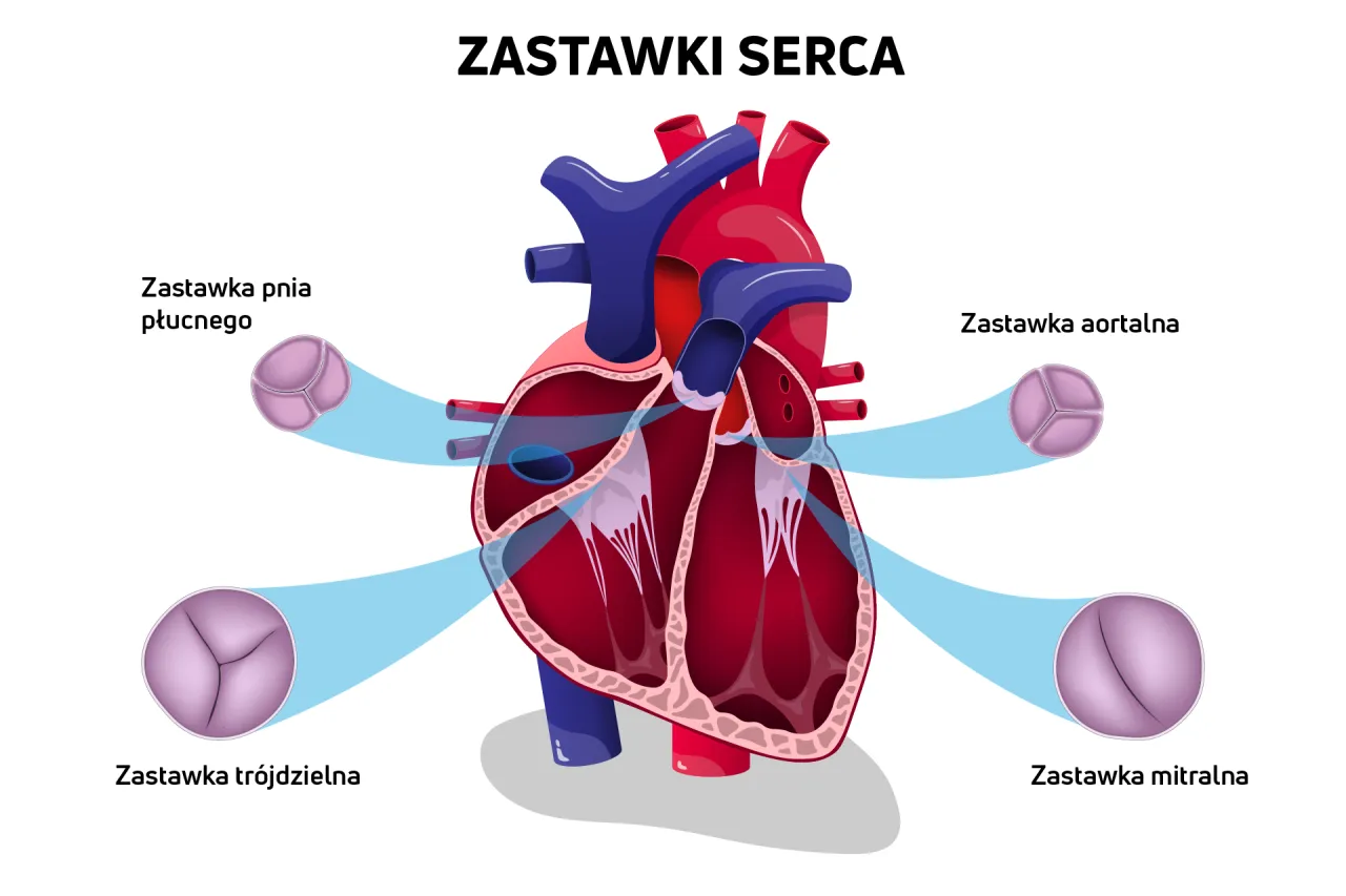 Zdjęcie Niedomykalność zastawki mitralnej objawy – co musisz wiedzieć, aby nie przegapić ważnych sygnałów