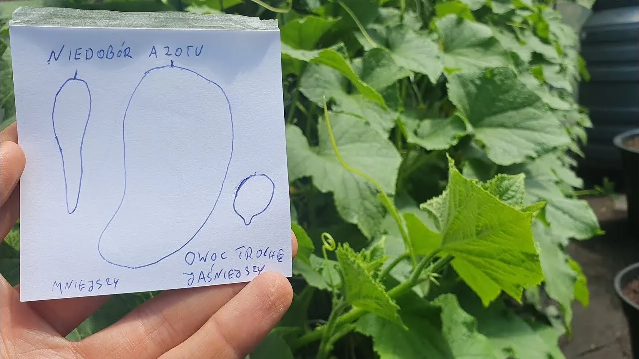 Zdjęcie Objawy niedoboru składników pokarmowych u ogórka i jak je rozpoznać