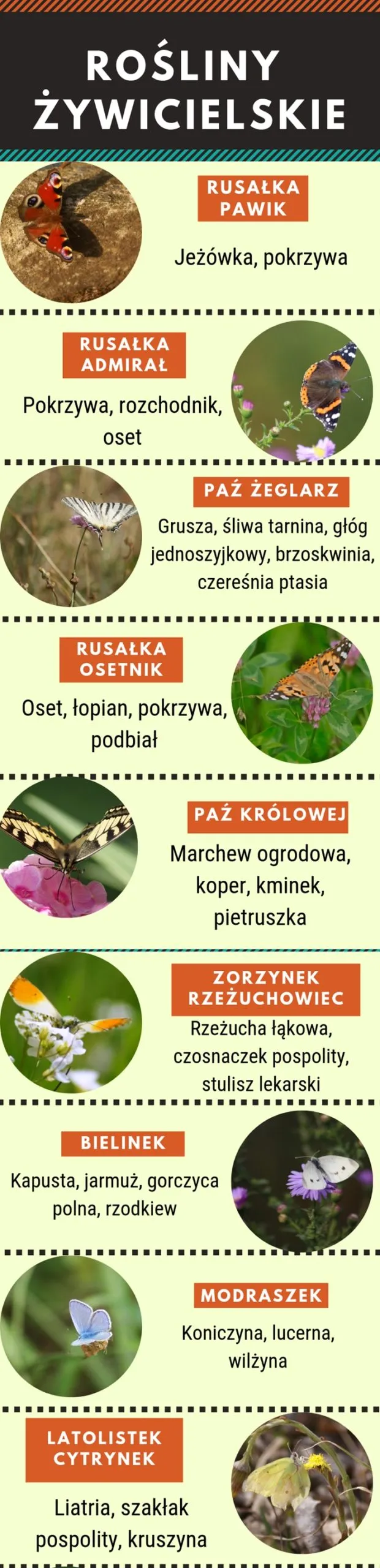 Zdjęcie Jak zwabić sowę do ogrodu: 5 skutecznych sposobów na nocnych gości