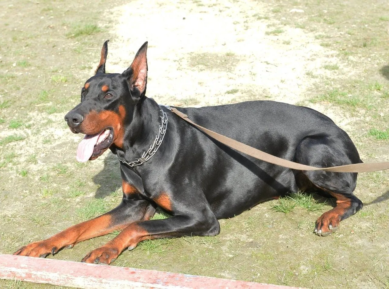 Zdjęcie Ile kosztuje doberman z hodowli? Poznaj ceny i ukryte koszty