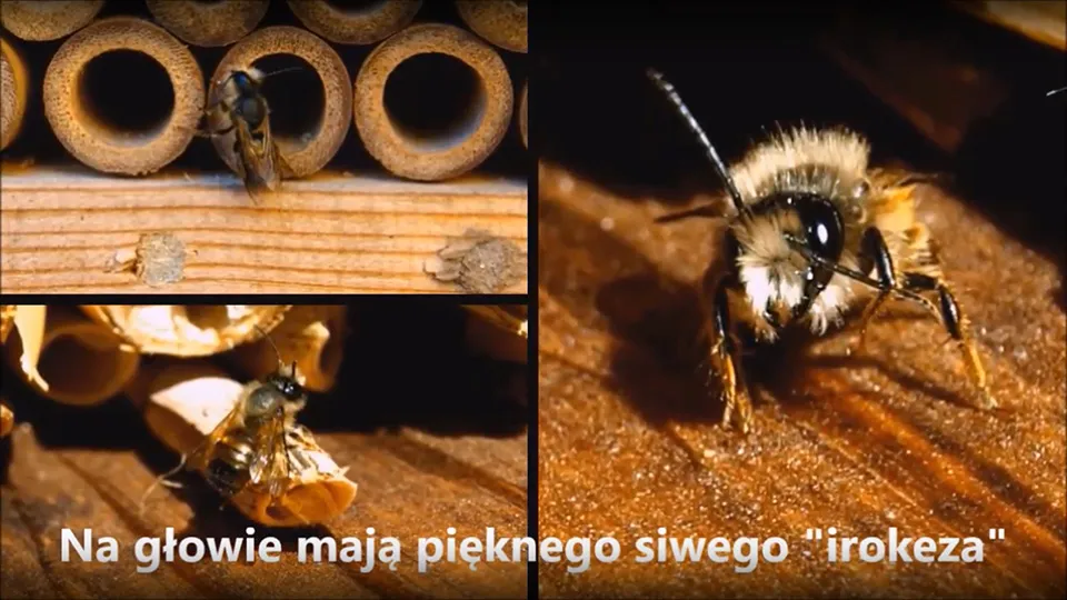 Zdjęcie Murarka ogrodowa czy żądli? Bezpieczna pszczoła czy zagrożenie?