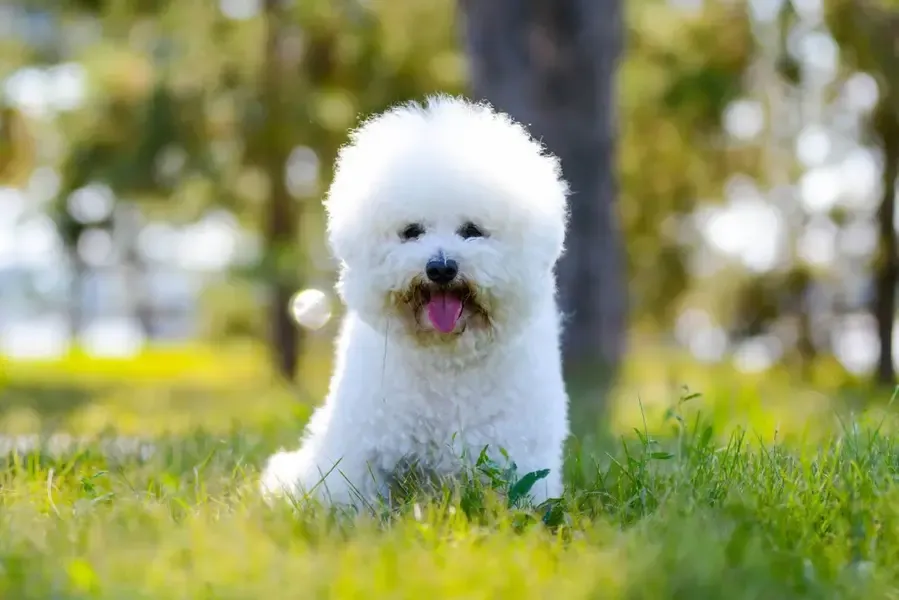 Zdjęcie Bichon frise włosy czy sierść – zaskakująca różnica dla alergików