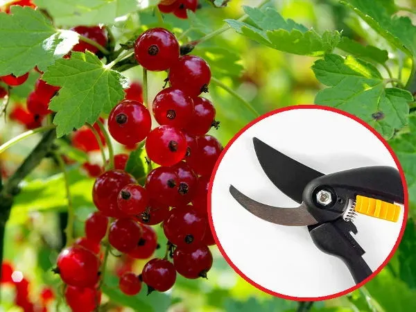 Zdjęcie Jak przycinać porzeczki? Sekret obfitych plonów i zdrowych krzewów