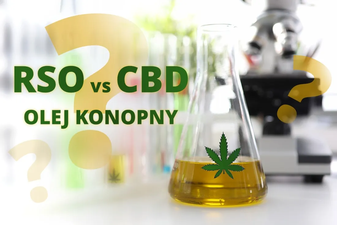 Zdjęcie Olej konopny CBD czy RSO: które rozwiązanie lepsze dla zdrowia?