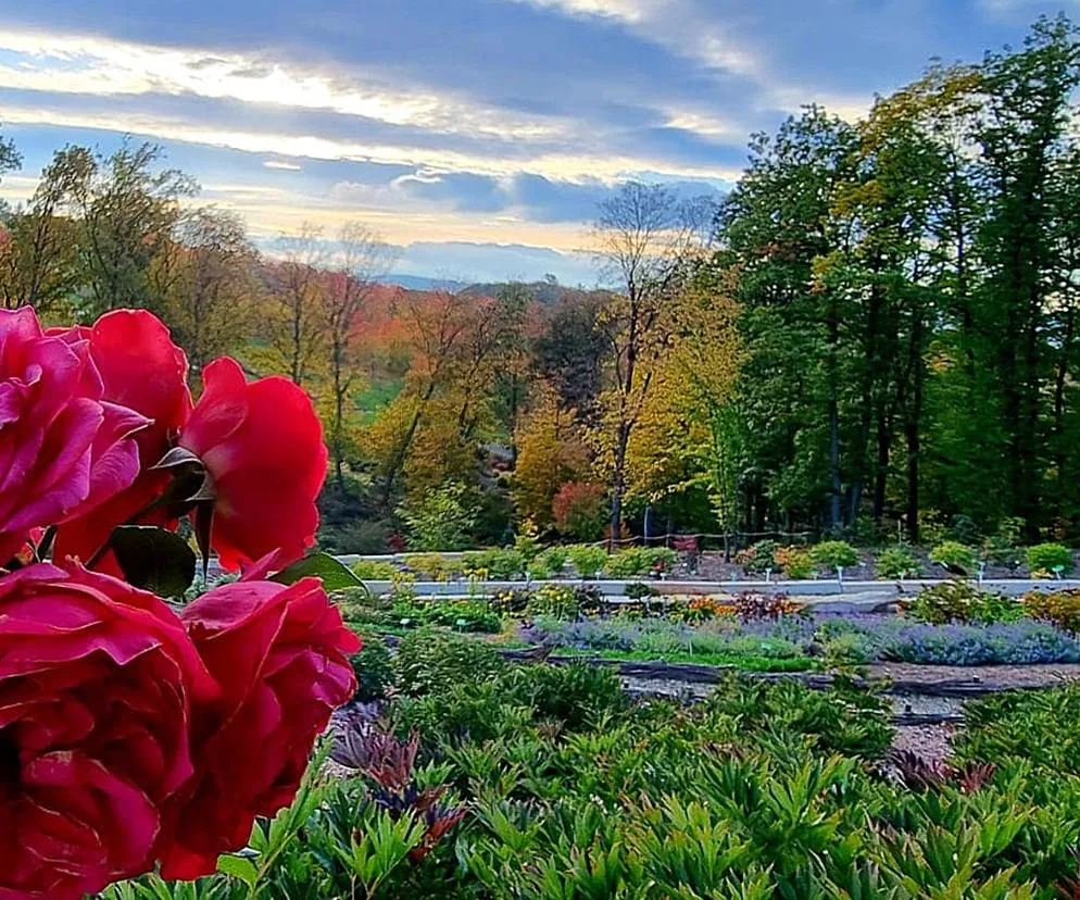 Zdjęcie Wojsławice Arboretum: Magiczny czas zwiedzania w najpiękniejszych momentach roku