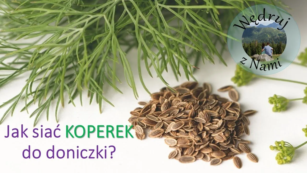 Zdjęcie Jak siać koper w doniczce, aby uniknąć najczęstszych błędów