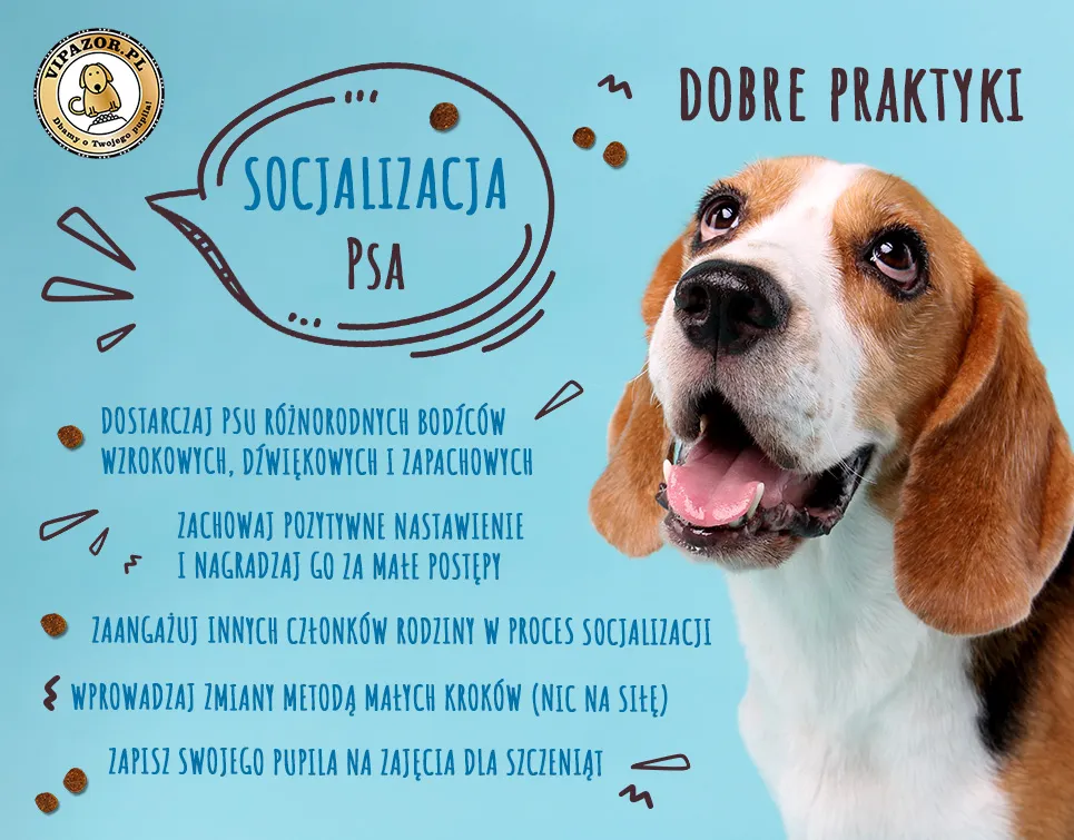 Zdjęcie Jak socjalizować szczeniaka, by uniknąć problemów w przyszłości?