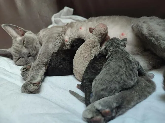 Zdjęcie Schronisko dla Devon Rex: Jak pomóc zaniedbanym kotom w Bytomiu