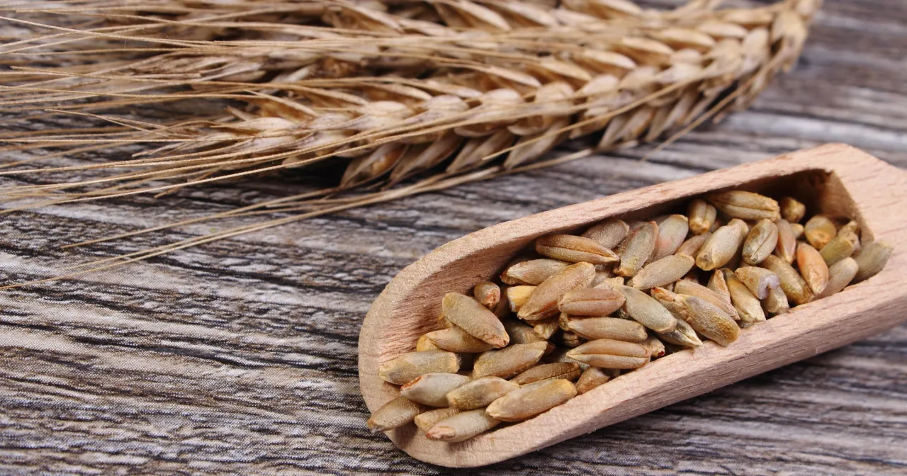 Zdjęcie Czy whisky ma gluten? Odkryj, co musisz wiedzieć dla zdrowia