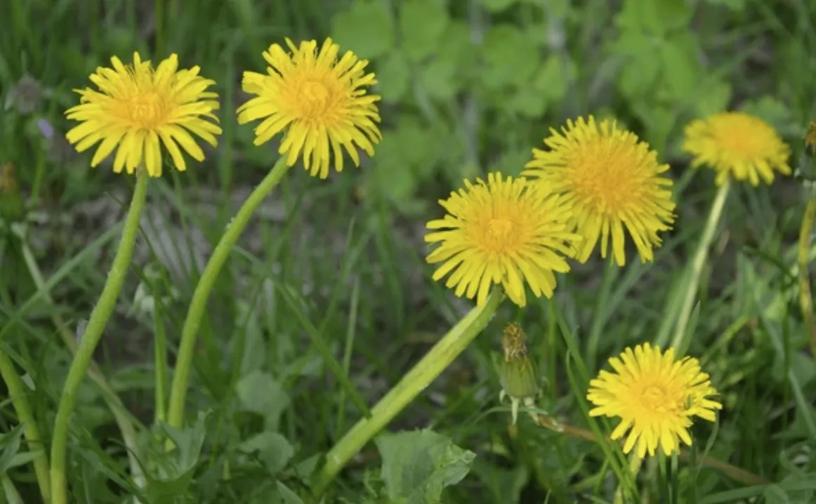 Zdjęcie Żółte chwasty w ogrodzie: Identyfikacja i skuteczne metody zwalczania