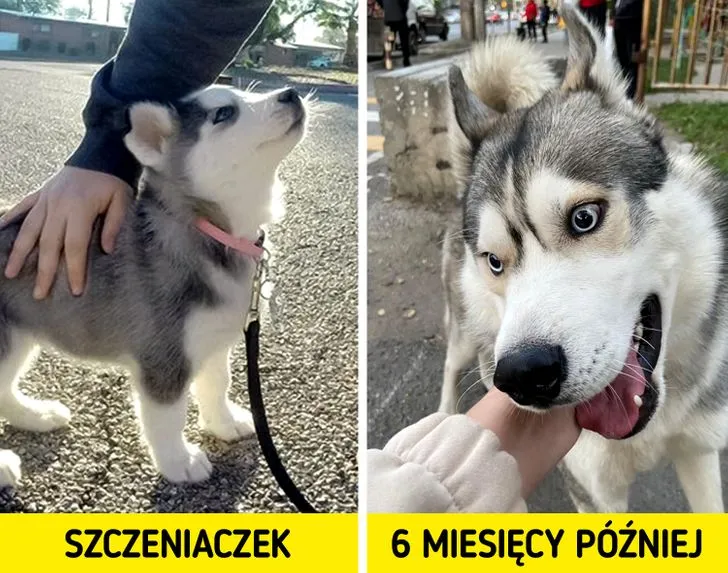 Zdjęcie Dlaczego husky wyje? Odkryj powody ich niezwykłego zachowania