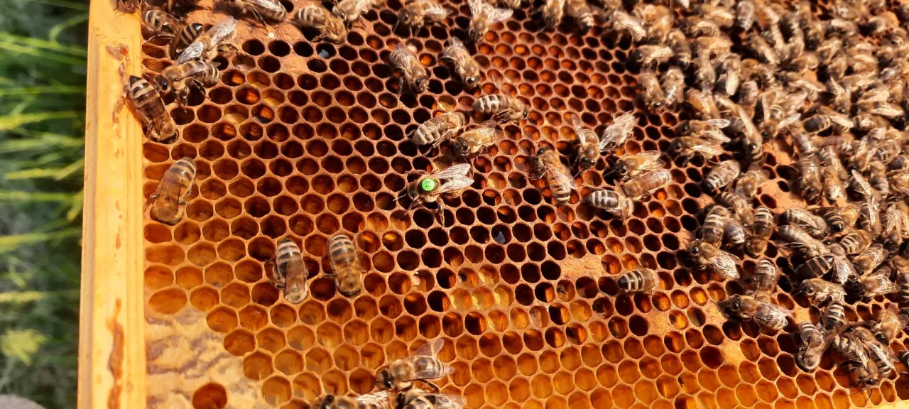 Zdjęcie Ile można zarobić na miodzie? Sprawdź, co wpływa na zyski pszczelarzy