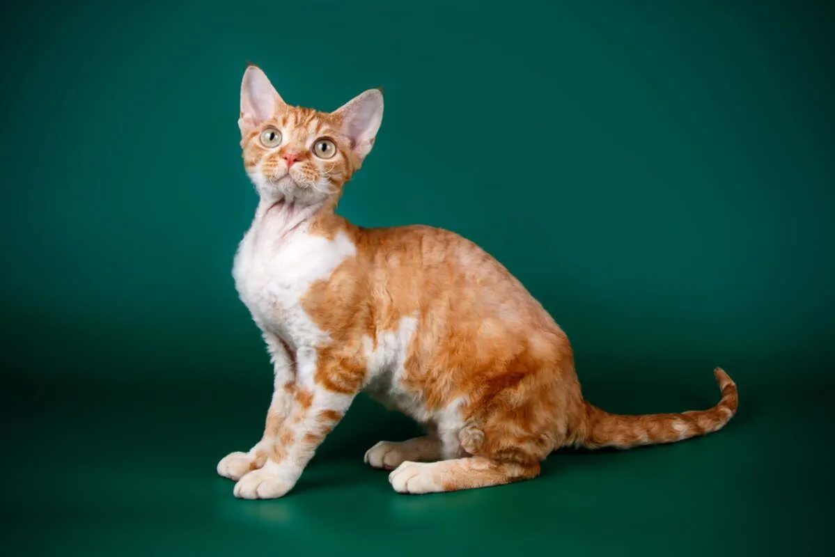 Zdjęcie Devon Rex a Sfinks: Kluczowe różnice, które musisz znać