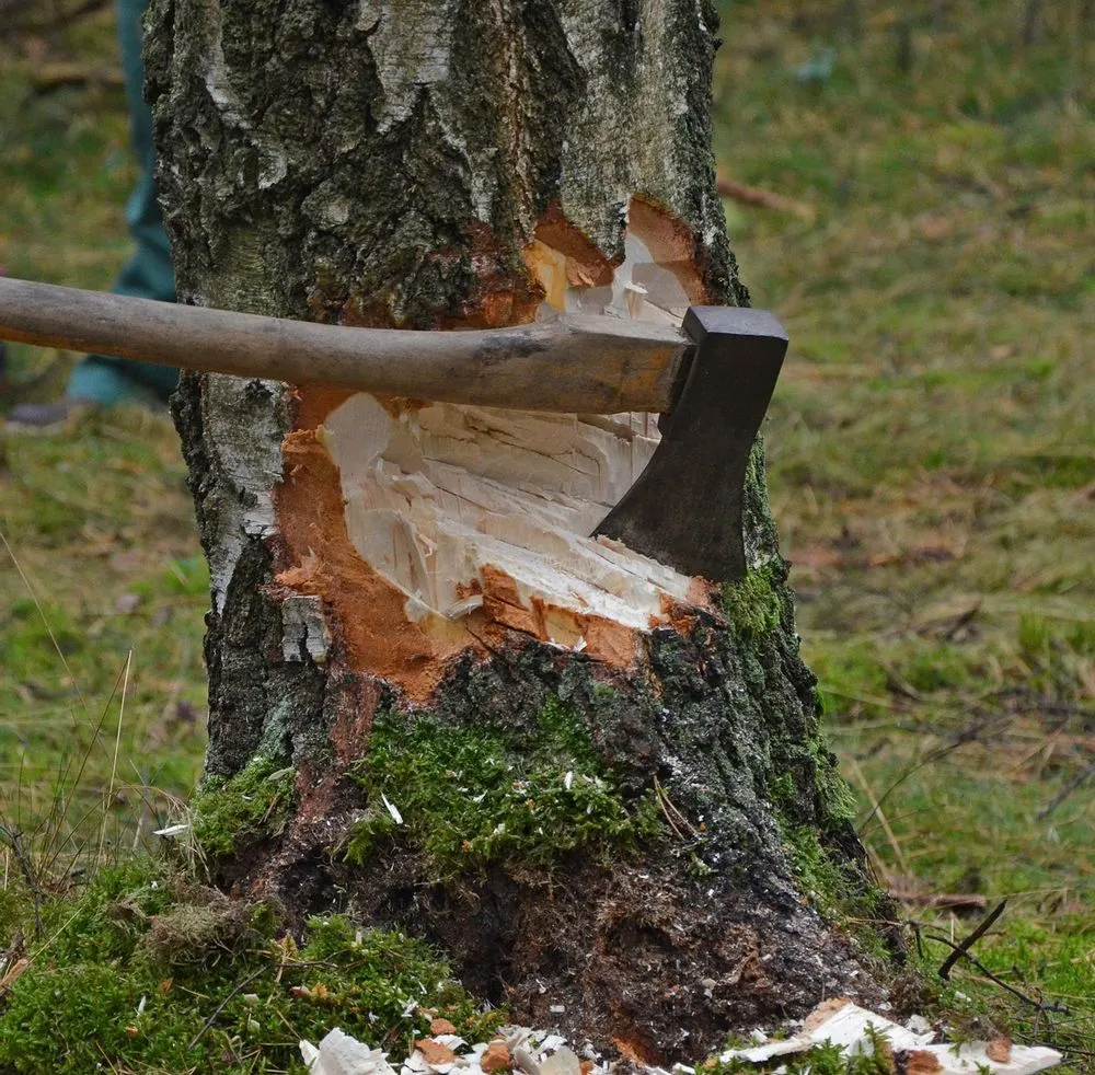 Zdjęcie Jak zapobiec wycince drzew i chronić naturę przed zagładą