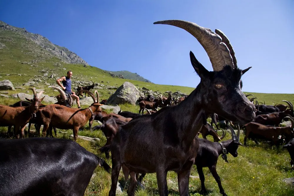 Zdjęcie Capre di montagna: razze, formaggi e goat trekking in Italia