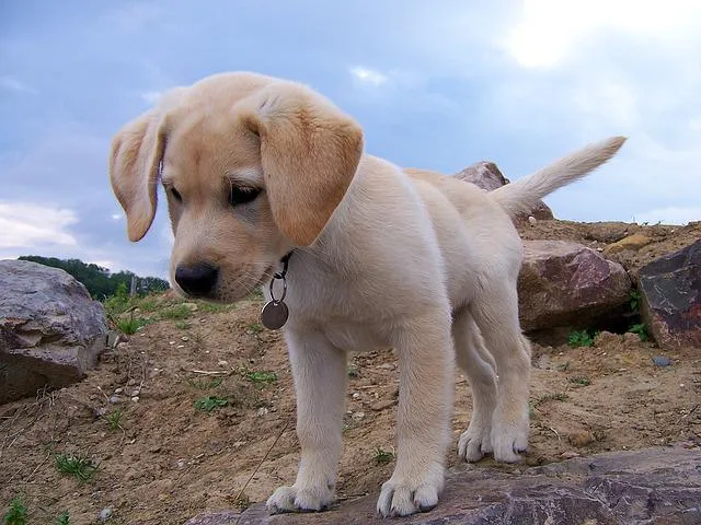 Zdjęcie Jak wygląda szczeniak labradora? Odkryj jego urok i cechy
