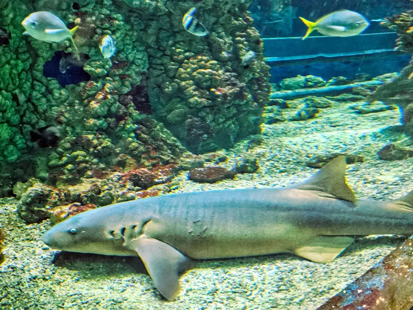 Zdjęcie Oceanarium Nyíregyháza: Niezapomniane atrakcje i tajemnice morskie