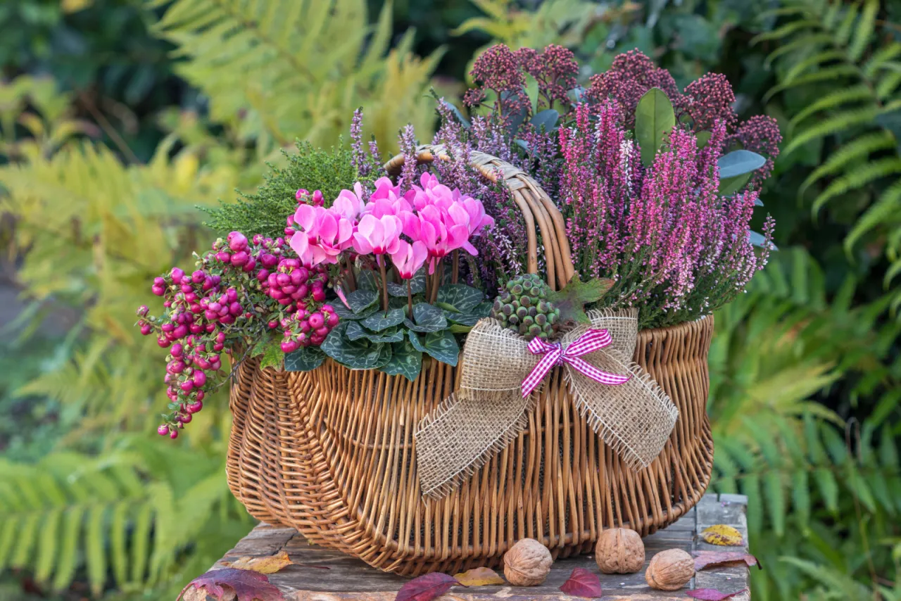 Zdjęcie Wrzosy na balkon? Stw&oacute;rz trwałe kompozycje w doniczkach!