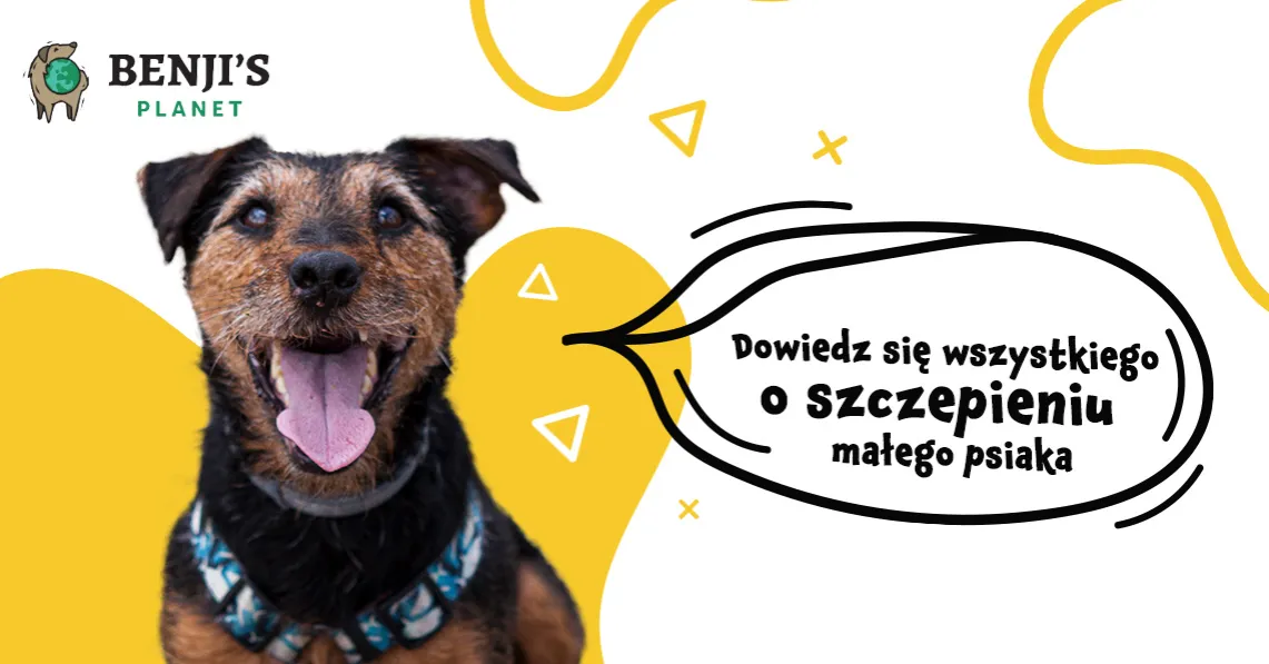 Zdjęcie Ile szczepień szczeniak potrzebuje? Kluczowe informacje i terminy