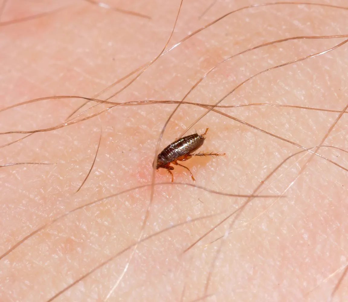 Zdjęcie Skuteczne sposoby na pchły dla psa - uniknij problemów z infestacją