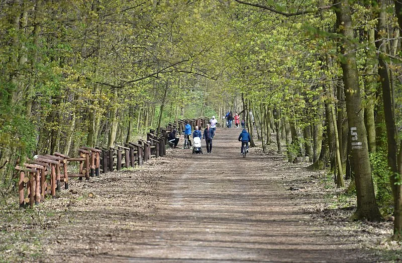 Zdjęcie Las Kabacki atrakcje: Odkryj ukryte skarby i szlaki przyrody