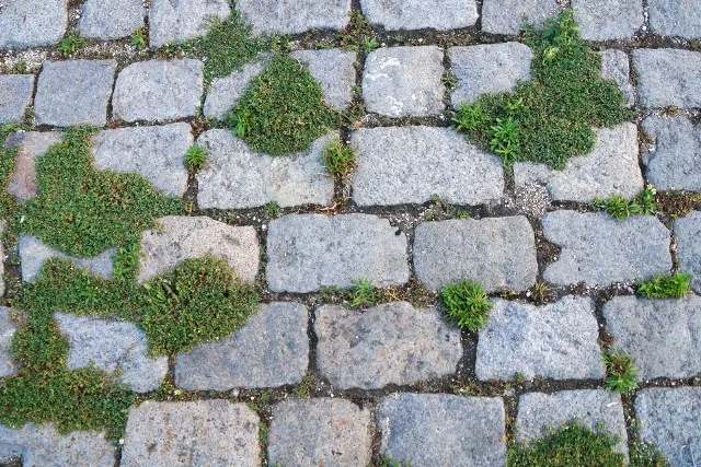Zdjęcie Jak usunąć zielony nalot z kostki brukowej - skuteczne metody i porady