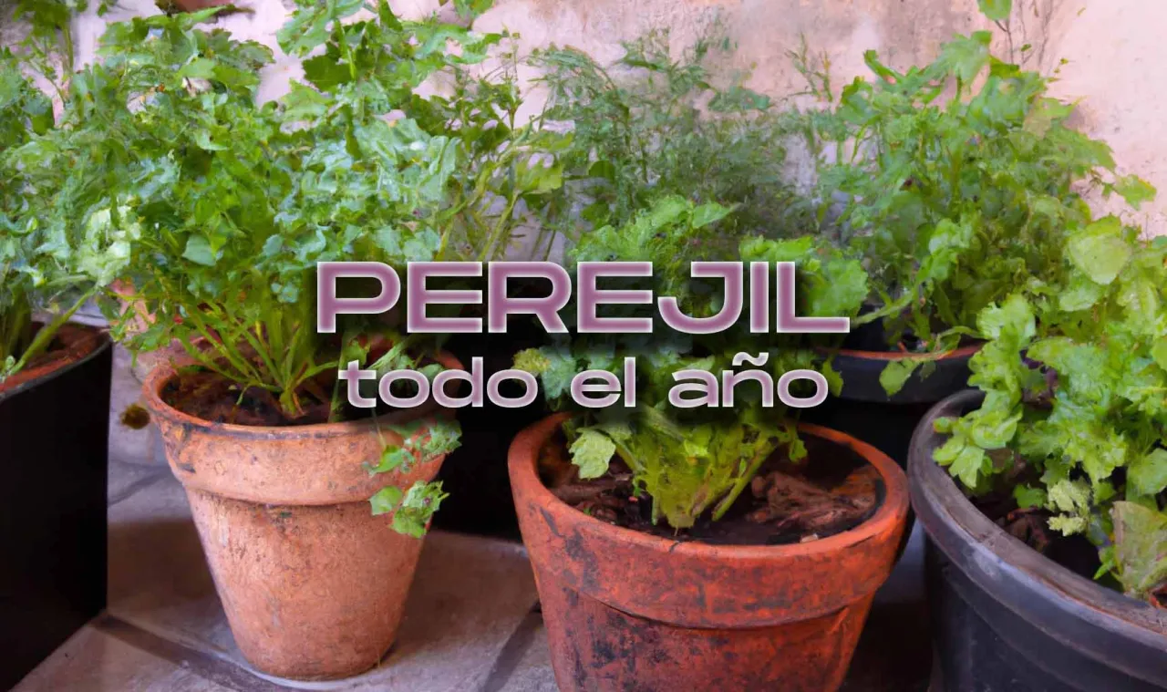 Zdjęcie Cuándo se planta el perejil: evita errores comunes y logra éxito
