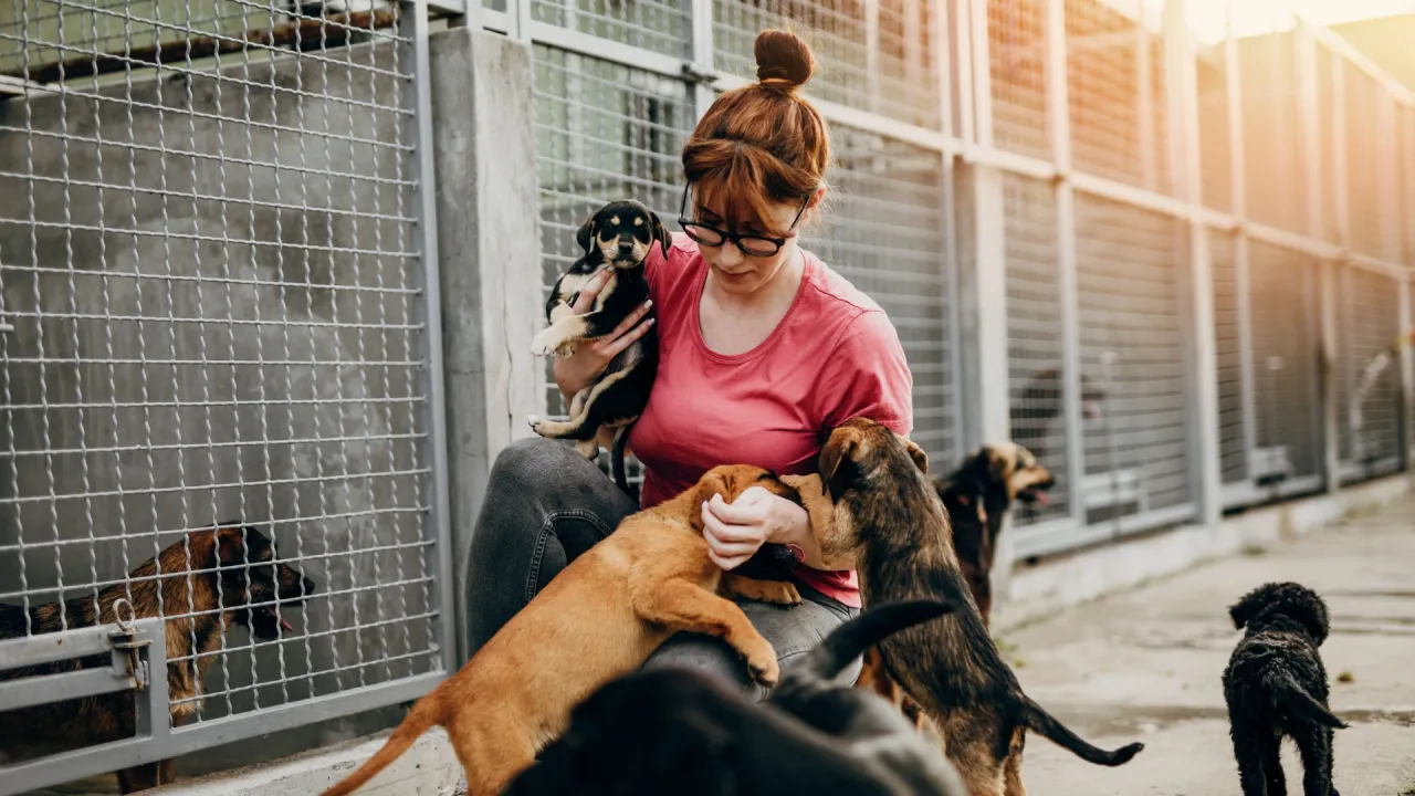 Zdjęcie Wolontariat w schronisku na czym polega – co musisz wiedzieć o tym doświadczeniu