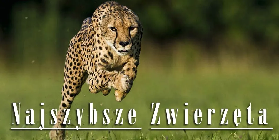 Zdjęcie Jak szybko biega zając? Zaskakujące fakty o jego prędkości