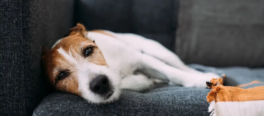Zdjęcie Was tun bei Erbrechen Hund: Soforthilfe und wichtige Tipps