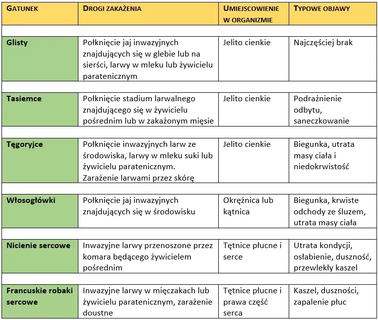 Zdjęcie Co ile odrobaczać psa, aby uniknąć groźnych pasożytów?