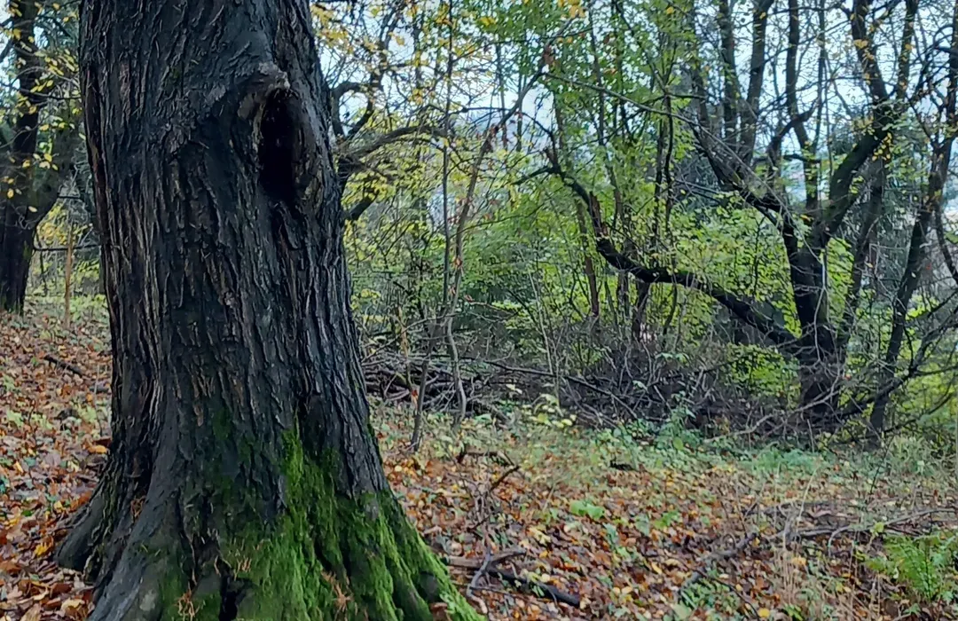 Zdjęcie Gdzie na spacer z psem w Podkarpackiem? Odkryj najlepsze trasy
