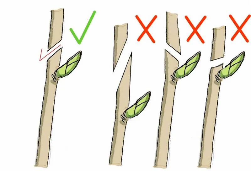 Zdjęcie Jak przycinać róże na pniu? Poradnik krok po kroku