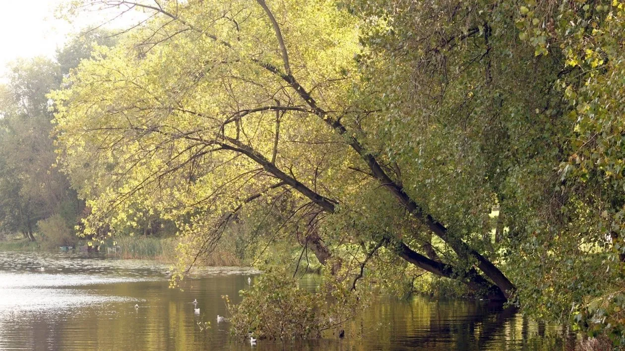 Zdjęcie Jezioro Mogileńskie: piękno przyrody, historia i ekologiczne wyzwania