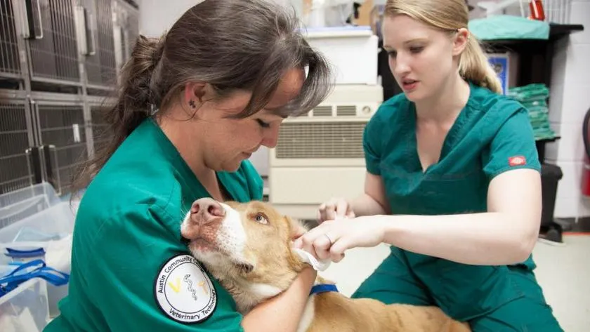 Zdjęcie Ile zarabia weterynarz z własnym gabinetem? Fakty, które zaskakują