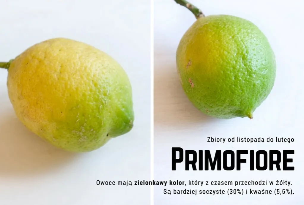 Zdjęcie Kiedy jest sezon na cytryny w Polsce? Sprawdź, kiedy kupić najlepsze owoce