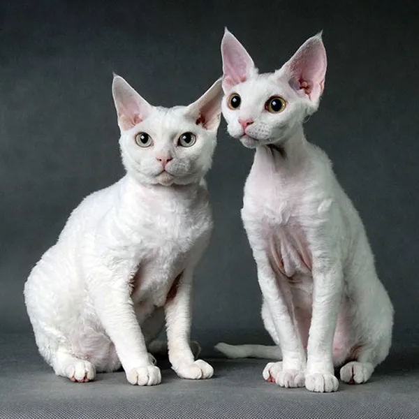 Zdjęcie Hodowla kotów Devon Rex w Polsce – poznaj najlepsze praktyki i breederów