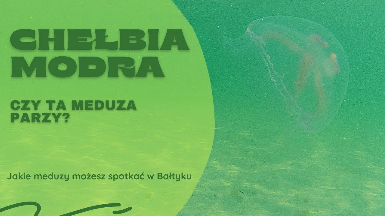 Zdjęcie Czy meduzy w Bałtyku parzą? Dowiedz się, jak uniknąć bólu