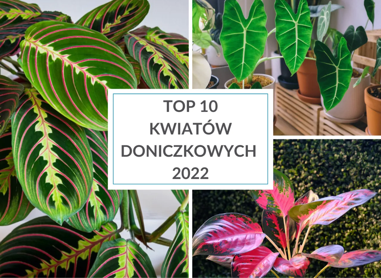 Zdjęcie Jak pielęgnować kwiaty doniczkowe z dużymi liśćmi? 5 popularnych