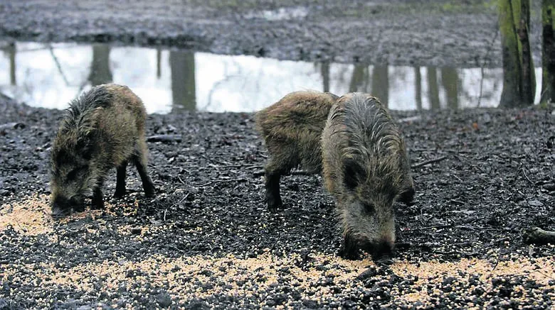 Zdjęcie Co robić, gdy dziki na osiedlu zagrażają bezpieczeństwu mieszkańców
