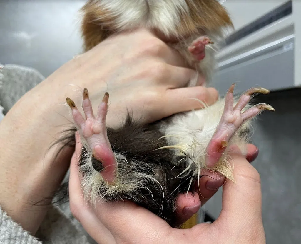 Zdjęcie Grzybica u świnki morskiej - zdjęcia i porady