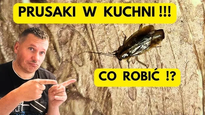 Zdjęcie Skuteczne sposoby na karaluchy w bloku – jak uniknąć inwazji?