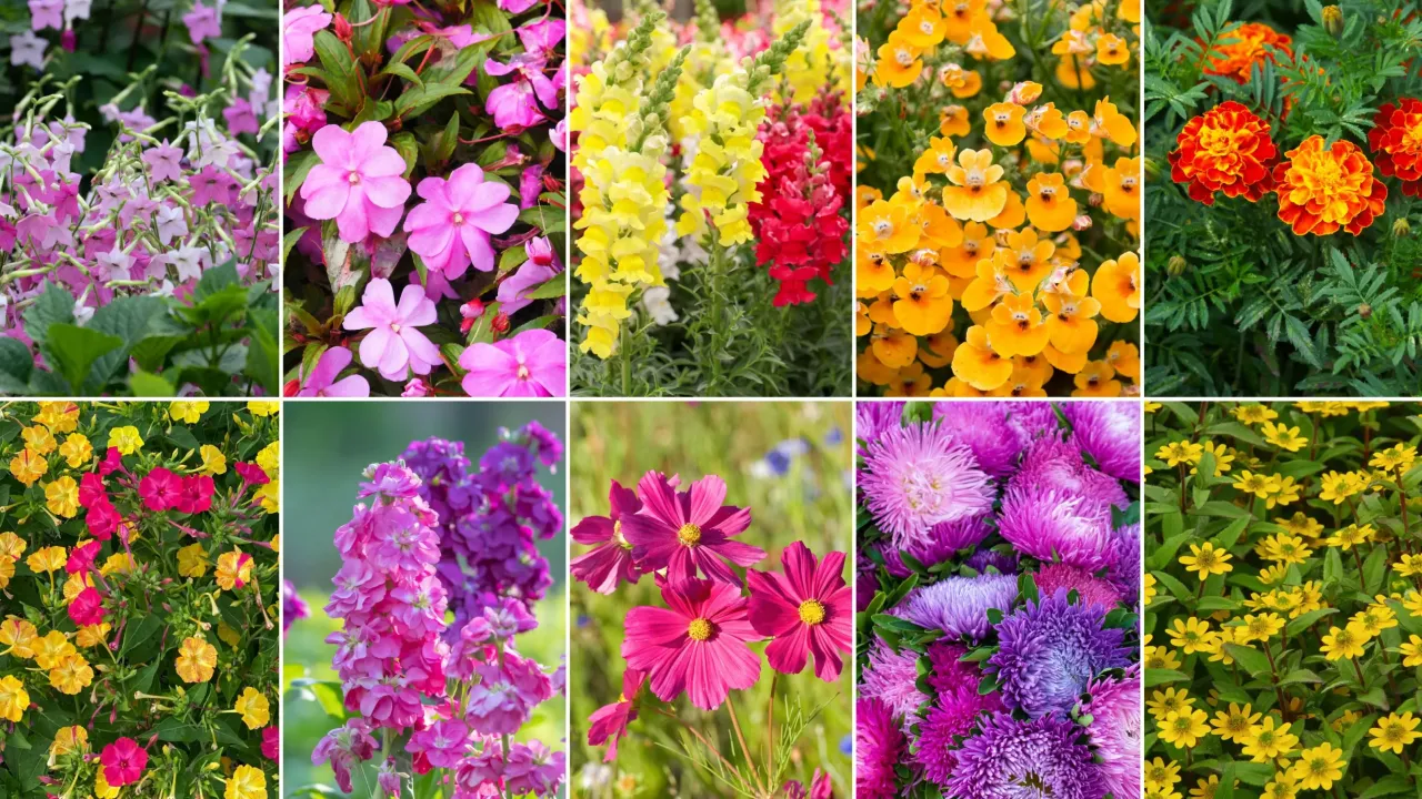 Zdjęcie Kwiaty kwitnące całe lato: Wybierz najlepsze gatunki na balkon i do ogrodu