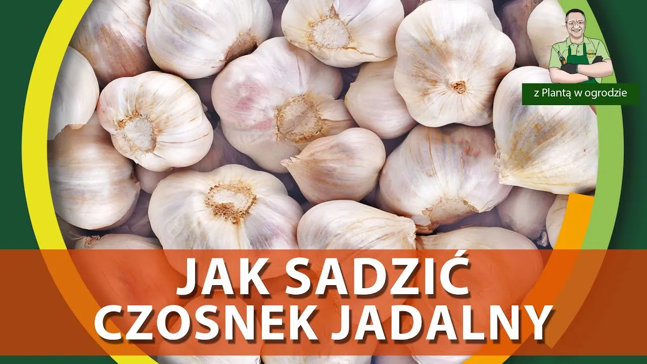 Zdjęcie Jak kwitnie czosnek jadalny? Poznaj jego piękne kwiaty i pielęgnację